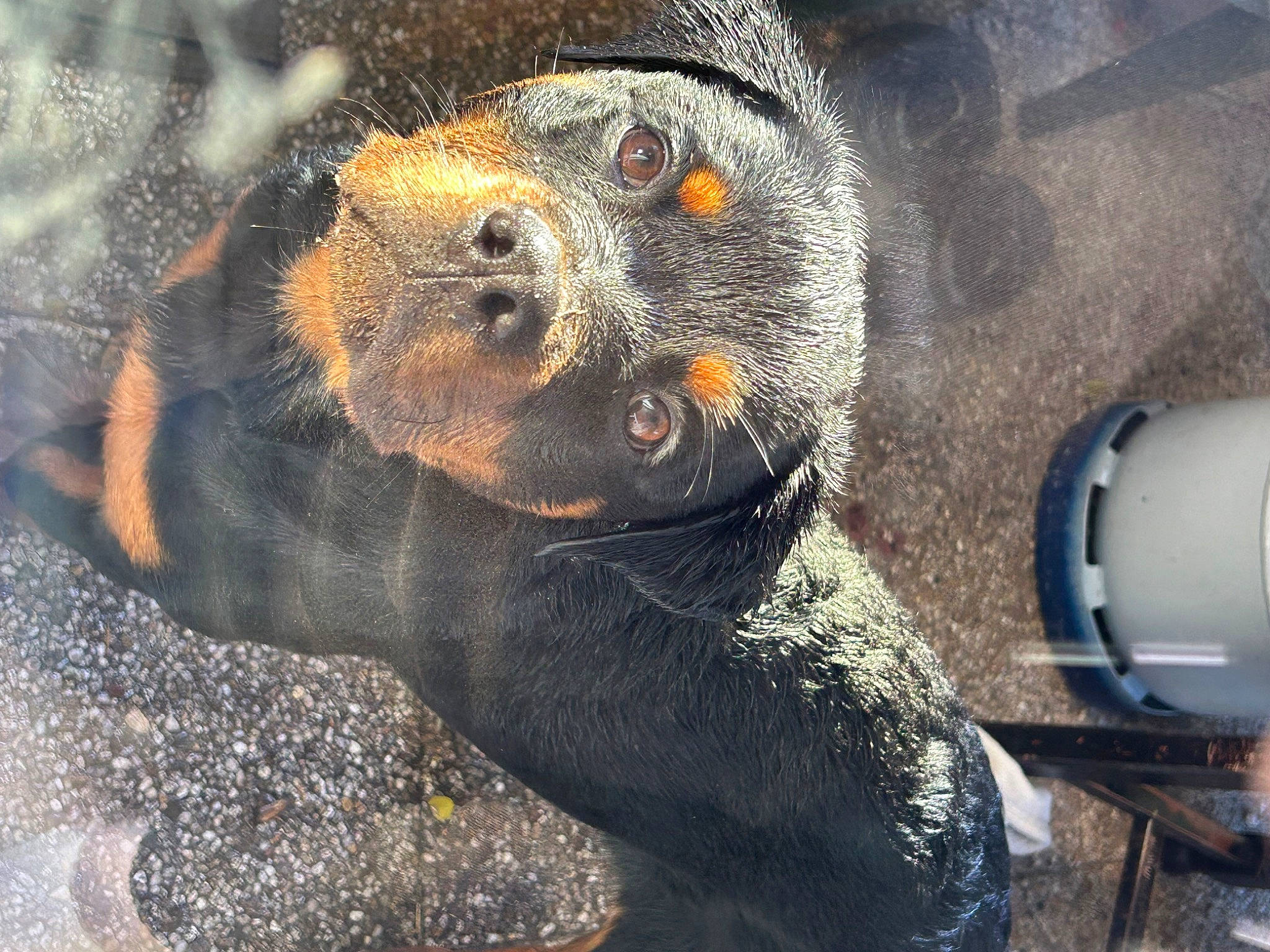 Tina a rejoint le concours — aidez-le/la à gagner de superbes lots ! asphalt, automotive_exterior, automotive_tire, carnivore, claw, dog_breed, fawn, fender, fur, metal, mustelidae, paw, snout, sun_bear, tail, terrestrial_animal, vehicle_door, whiskers, wildlife, zoo