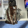 cat, black_cat, pet, animal, sitting, portrait, green_eyes, whiskers, collar, tag, indoors, living_room, table, blanket, television, hookah, furniture, fur, alert, centered