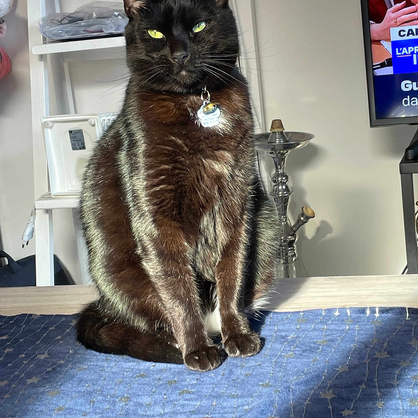 Django participe au concours pour gagner de l'argent avec cette photo : cat, black_cat, pet, animal, sitting, portrait, green_eyes, whiskers, collar, tag, indoors, living_room, table, blanket, television, hookah, furniture, fur, alert, centered