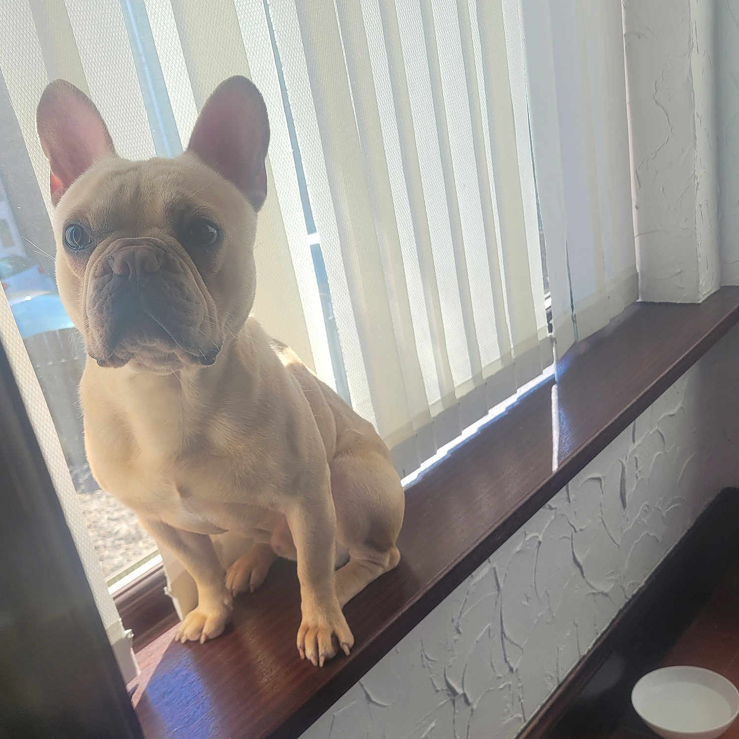 Lagos is registered to the contest to win money with this photo: animal, bowl, cute, dog, domestic, ears, face, floor, french_bulldog, home, indoor, light, paw, pet, shadow, sitting, vertical_blinds, window, windowsill, wood