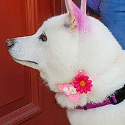 Coco is registered to the contest to win money with this photo: dog, white, pink, flower, collar, fur, pet, animal, ear, profile, door, accessory, pink_dye, closeup, cute, domestic_animal, canine, portrait, outdoor, pet_collar