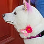 dog, white, pink, flower, collar, fur, pet, animal, ear, profile, door, accessory, pink_dye, closeup, cute, domestic_animal, canine, portrait, outdoor, pet_collar