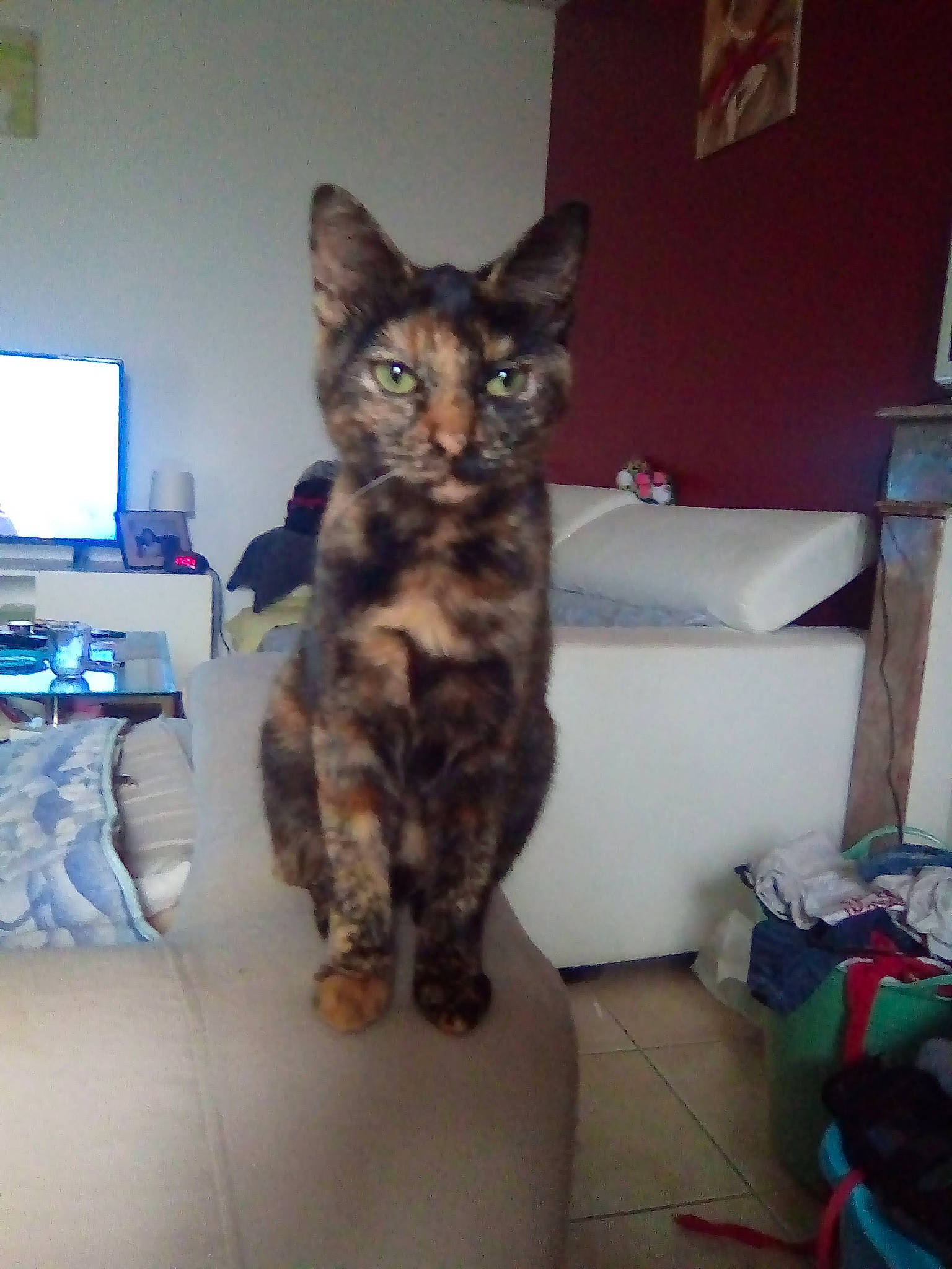 Maoui participe au concours pour gagner de l'argent avec cette photo : bag, box, carnivore, cat, chair, comfort, computer, computer_monitor, domestic_short_haired_cat, eye, felidae, flooring, fur, luggage_and_bags, peripheral, personal_computer, room, small_to_medium_sized_cats, tail, whiskers