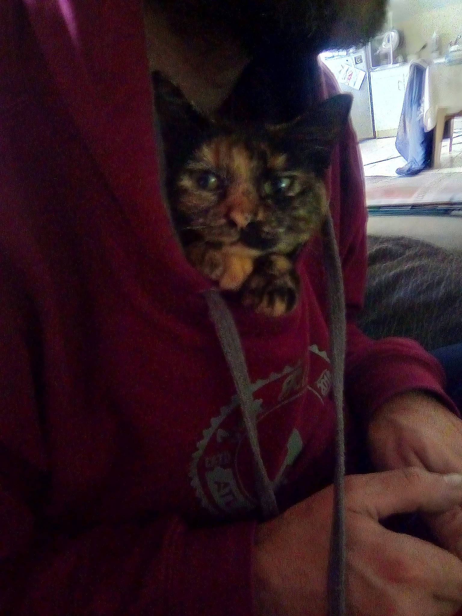 Maoui a rejoint le concours — aidez-le/la à gagner de superbes lots ! carnivore, cat, comfort, darkness, domestic_short_haired_cat, eye, fawn, felidae, finger, flesh, fur, hand, head, human_leg, sleeve, small_to_medium_sized_cats, snout, t_shirt, thigh, whiskers