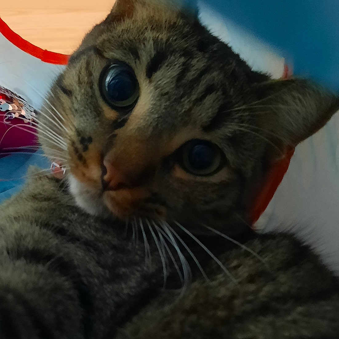 Tigrou a rejoint le concours — aidez-le/la à gagner de superbes lots ! abyssinian, animal, bodypart, cat, couch, face, furniture, hardwood, head, kitten, manx, mouth, person, pet, photography, portrait, siamese, sleeping, tongue, wood