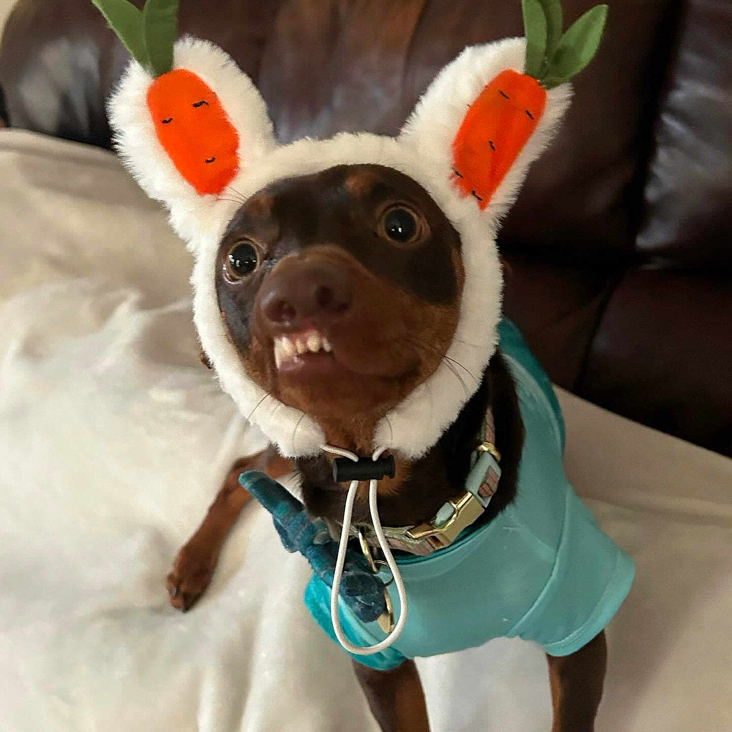 Bean is registered to the contest to win money with this photo: animal, canine, chihuahua, clothing, coat, couch, cushion, doctor, dog, face, furniture, head, homedecor, person, pet, photography, portrait, puppy, snout, stethoscope