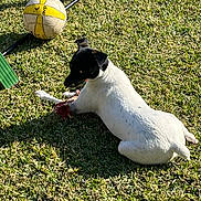 Pablo is registered to the contest to win money with this photo: animal, black_and_white, cricket_bat, daytime, dog, grass, leisure, nature, outdoor, pet, playing, relaxed, resting, rope_toy, small_dog, sports_equipment, summer, sunlight, toy, volleyball