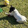 animal, black_and_white, cricket_bat, daytime, dog, grass, leisure, nature, outdoor, pet, playing, relaxed, resting, rope_toy, small_dog, sports_equipment, summer, sunlight, toy, volleyball