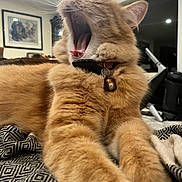 Simon is registered to the contest to win money with this photo: cat, orange_cat, yawning, stretching, indoor, blanket, fur, pet, collar, bell, whiskers, tongue, furniture, home, cozy, relaxed, animal, mammal, cute, tabby