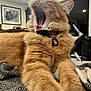 cat, orange_cat, yawning, stretching, indoor, blanket, fur, pet, collar, bell, whiskers, tongue, furniture, home, cozy, relaxed, animal, mammal, cute, tabby