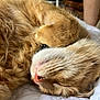 Simon is registered to the contest to win money with this photo: cat, ginger_cat, sleeping, paw, fur, whiskers, close_up, pet, animal, cozy, relaxed, indoor, quilted_bedspread, cute, nap, feline, soft, resting, domestic_cat, adorable