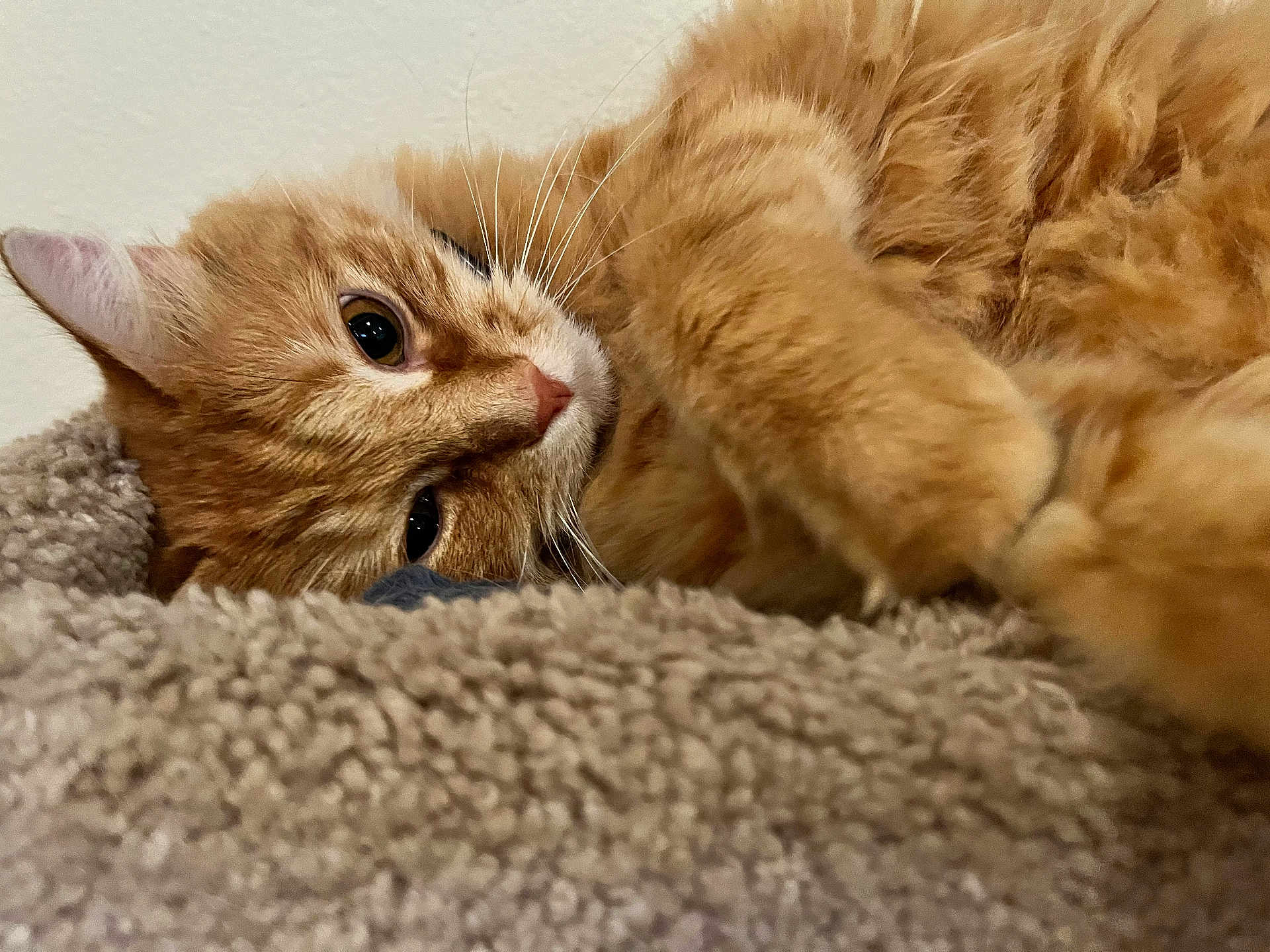 Simon