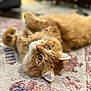 Simon is registered to the contest to win money with this photo: cat, ginger_cat, fluffy, pet, lying_down, carpet, indoor, fur, whiskers, ears, eyes, relaxed, cute, domestic_animal, animal, closeup, portrait, home, soft_focus, curious