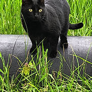 Sammy is registered to the contest to win money with this photo: black_cat, cat, animal, pet, outdoor, grass, greenery, pipe, nature, feline, alert, standing, wildlife, fur, whiskers, tail, ears, eyes, mammal, daylight