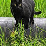 black_cat, cat, animal, pet, outdoor, grass, greenery, pipe, nature, feline, alert, standing, wildlife, fur, whiskers, tail, ears, eyes, mammal, daylight