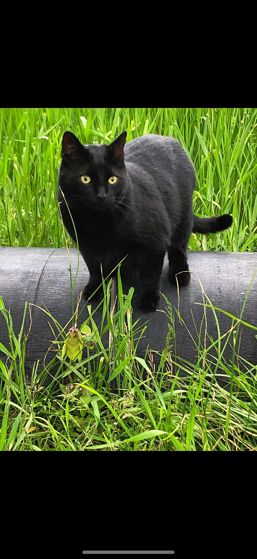 Sammy is registered to the contest to win money with this photo: black_cat, cat, animal, pet, outdoor, grass, greenery, pipe, nature, feline, alert, standing, wildlife, fur, whiskers, tail, ears, eyes, mammal, daylight