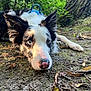 Oslo participe au concours pour gagner de l'argent avec cette photo : dog, border_collie, heterochromia, blue_eye, brown_eye, lying_down, forest, nature, ground, leaves, tree_trunk, outdoor, pet, animal, canine, close_up, fur, ears, snout, harness