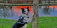 Oslo participe au concours pour gagner de l'argent avec cette photo : dog, border_collie, tree, grass, river, sunset, sky, reflection, outdoor, nature, animal, playful, happy, water, field, bare_tree, clouds, leash, park, evening