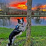 dog, border_collie, tree, grass, river, sunset, sky, reflection, outdoor, nature, animal, playful, happy, water, field, bare_tree, clouds, leash, park, evening