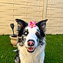 Oslo a rejoint le concours — aidez-le/la à gagner de superbes lots ! dog, border_collie, flower, pink_flower, heterochromia, blue_eye, brown_eye, grass, outdoor, pet, canine, happy, smiling, nose, fur, ears, garden, wall, portrait, sunlight
