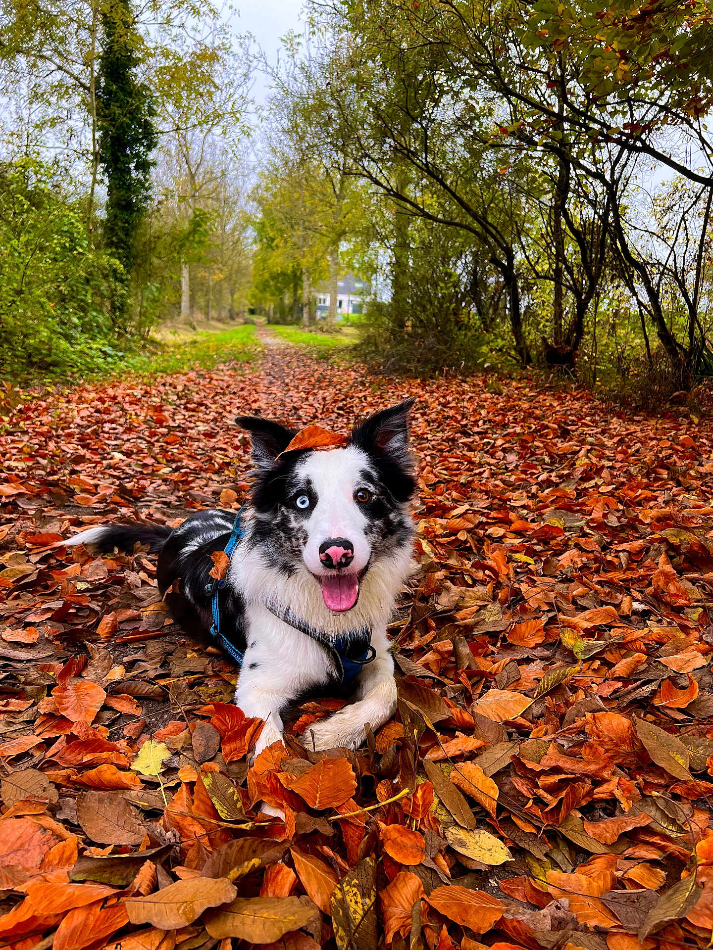 Oslo participe au concours pour gagner de l'argent avec cette photo : dog, autumn, leaves, path, forest, outdoor, happy, canine, nature, fall, tree, animal, pet, colorful, season, playful, leaf, smiling, lying_down, heterochromia