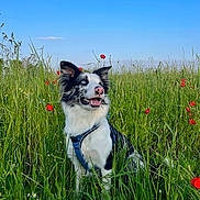 Oslo a rejoint le concours — aidez-le/la à gagner de superbes lots ! dog, border_collie, blue_eyes, pink_nose, grass, field, wildflowers, poppies, greenery, outdoor, nature, sunlight, sky, happy, pet, canine, sitting, fur, daytime, animal