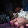 cat, pet, animal, sleeping, white_cat, tabby, fur, whiskers, ears, pink_nose, closed_eyes, cuddling, human_hand, purple_nails, bedroom, blanket, cozy, indoors, close_up, relaxed