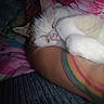 animal, bed, blanket, brown_cat, cat, closed_eyes, cozy, cuddling, feline, fur, human_arm, indoors, nap, paws, pet, pink_nose, sleeping, sleeping_cat, whiskers, white_cat
