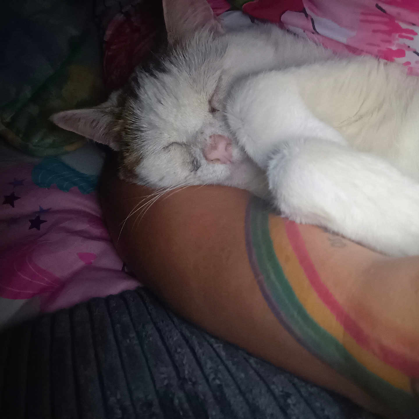 Oreo