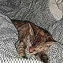 cat, sleeping_cat, bedding, duvet, blanket, patterned, indoor, pet, cozy, bed, paw, fur, whiskers, ear, nap, domestic_cat, comforter, pillow, night, flash_photography