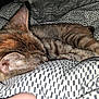 Faith joined the competition — help win amazing prizes! cat, tabby_cat, sleeping, nap, blanket, bedding, patterned_textile, indoor, pet, ear, fur, stripes, cozy, closeup, bedroom, domestic_cat, paw, resting, flash_photo, soft