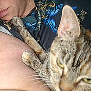 Faith is registered to the contest to win money with this photo: cat, person, close_up, indoor, bed, blanket, pillow, paw, ear, whiskers, shirt, butterfly_print, fabric, cuddle, cozy, skin, lips, eye, fur, resting