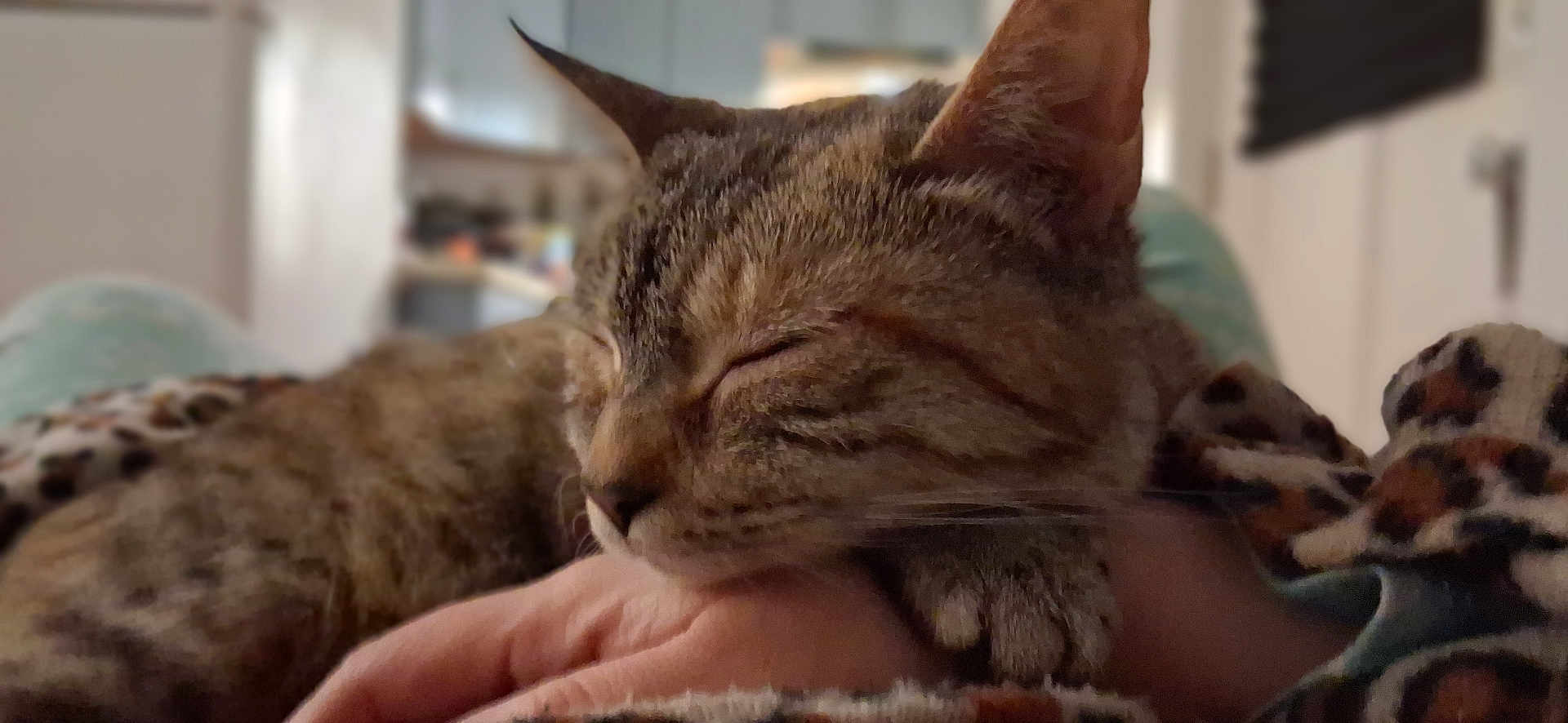 Faith is registered to the contest to win money with this photo: cat, tabby_cat, sleeping, pet, paw, human_hand, close_up, indoor, cozy, blanket, patterned_blanket, whiskers, ear, muzzle, nap, fur, bokeh, living_room, couch, portrait