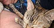 Faith is registered to the contest to win money with this photo: bed, butterfly_pattern, cat, close_up, cozy, cuddle, domestic, fabric, indoor, partial_face, paw, person, pet, portrait, shirt, skin, sleeping, snuggle, tabby_cat, whiskers