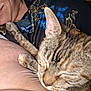 Faith is registered to the contest to win money with this photo: cat, tabby_cat, sleeping, whiskers, paw, person, partial_face, close_up, shirt, butterfly_pattern, fabric, cuddle, domestic, pet, indoor, bed, cozy, snuggle, portrait, skin