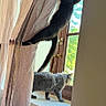 Vadrouille a rejoint le concours — aidez-le/la à gagner de superbes lots ! cat, cats, black_and_white_cat, gray_cat, animals, pets, window, windowsill, curtain, climbing, jumping, indoor, home, sunlight, daylight, greenery, radiator, playful, adventure, photography