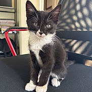 Vadrouille a rejoint le concours — aidez-le/la à gagner de superbes lots ! kitten, cat, black_and_white, tuxedo_cat, animal, pet, sitting, portrait, close_up, fluffy, whiskers, ears, green_eyes, white_paws, indoors, chair, furniture, cute, feline, photography