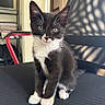 kitten, cat, black_and_white, tuxedo_cat, animal, pet, sitting, portrait, close_up, fluffy, whiskers, ears, green_eyes, white_paws, indoors, chair, furniture, cute, feline, photography