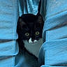 Vadrouille a rejoint le concours — aidez-le/la à gagner de superbes lots ! cat, black_and_white, tuxedo_cat, pet, animal, face, eyes, whiskers, ears, indoor, denim, jeans, blue, fabric, portrait, peeking, sitting, curious, close_up, photography