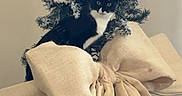 Vadrouille participe au concours pour gagner de l'argent avec cette photo : cat, christmas_tree, holiday, christmas_decorations, burlap_bow, ribbon, black_and_white, feline, pet, animal, indoors, decoration, festive, winter, frosted_branches, portrait, greenery, beige_background, sitting, funny