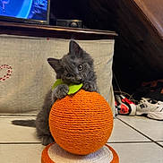 Marcel a rejoint le concours — aidez-le/la à gagner de superbes lots ! kitten, cat, gray_cat, orange_toy, scratching_post, yarn, pet, animal, feline, cute, fluffy, sitting, playing, indoors, attic, tile_floor, television, sneakers, home, portrait