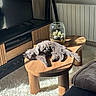 Marcel a rejoint le concours — aidez-le/la à gagner de superbes lots ! cat, gray_cat, fluffy, pet, animal, sleeping, lying_down, indoor, living_room, coffee_table, wooden_furniture, terrarium, cactus, television, radiator, window, sunlight, rug, sofa, home_decor