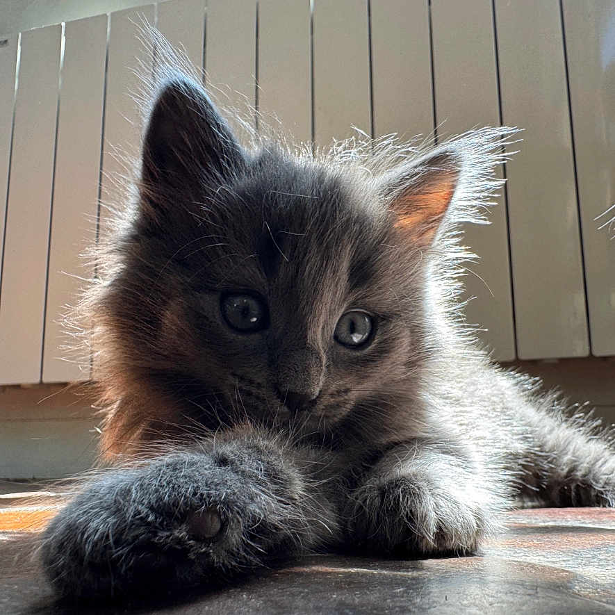 Marcel