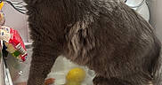 Marcel a rejoint le concours — aidez-le/la à gagner de superbes lots ! cat, gray_cat, fluffy, animal, pet, refrigerator, fridge, vegetable_drawer, produce, lemon, pepper, groceries, kitchen, indoor, sitting, standing, fur, whiskers, household_appliance, funny