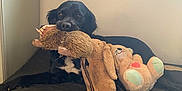 Zazou participe au concours pour gagner de l'argent avec cette photo : dog, black_dog, stuffed_toy, plush_toy, toy_in_mouth, cushion, indoor, pet, relaxed, animal, cozy, resting, fur, cute, playful, companion, home, window, light, comfort