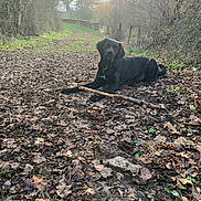 Zazou a rejoint le concours — aidez-le/la à gagner de superbes lots ! dog, black_dog, stick, muddy_path, leaves, rural, outdoor, nature, trees, bare_trees, grass, fence, daylight, animal, pet, canine, resting, quiet, background, house