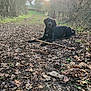 dog, black_dog, stick, muddy_path, leaves, rural, outdoor, nature, trees, bare_trees, grass, fence, daylight, animal, pet, canine, resting, quiet, background, house