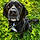 Zazou