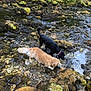 dog, golden_retriever, black_dog, water, stream, rocks, moss, nature, outdoor, animals, canine, forest, exploring, wet, sunlight, greenery, adventure, pets, shallow_water, curious