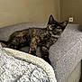 Mira Yumi a rejoint le concours — aidez-le/la à gagner de superbes lots ! kitten, cat, tortoiseshell, sofa, gray, blanket, cozy, indoor, pet, fur, whiskers, relaxing, curious, cute, small, animal, home, furniture, resting, young